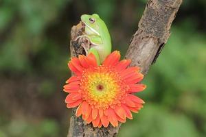 Macro Stage of Frog and Orange Flower photo