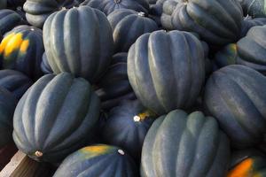 calabaza variedad squash verde orgánico agricultura cosecha acción de gracias foto