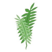 Marine seaweed icon isometric vector. Alga plant vector