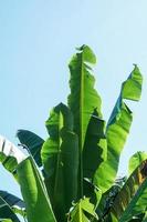 The banana tree that stretched out high, provided shade from the sun during the day. The fresh green color extends the seeing eye photo