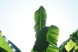 Green banana leaves on isolated clear blue sky background.Closeu photo