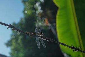 Dragonfly perched, close up. stock photo