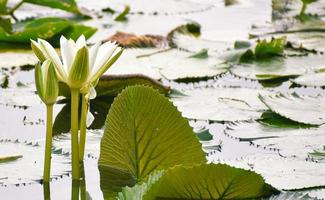 Lily Pad Flowers in Tampa Florida photo