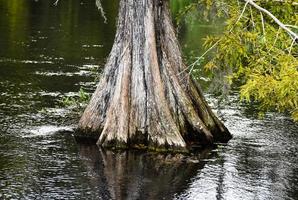 maletero de un hermosa ciprés árbol en tampa Florida foto