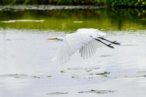 Egret Flying Over A Pond In Florida photo