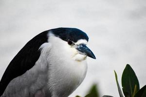 Black Crowned Night Heron in Florida photo