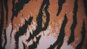 Tiger print motion background. This striped animal fur print background animation is full HD and a seamless loop. video