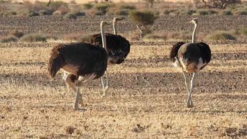 avestruzes dentro a grande savana video