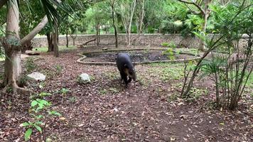 tapir carreras hacia fotógrafos, olfateando y mendicidad para comida video