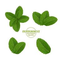 Dental care with peppermint leaf vector