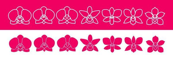 Orchid elegant vector. vector