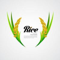 Premium Rice great quality design concept  vector. vector