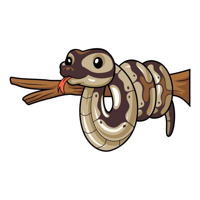 Ball Python Vector Art, Icons, and Graphics for Free Download