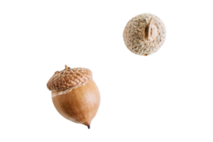 Acorns fruit isolated on a transparent background png