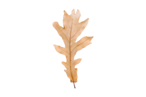 Dried leaf isolated on a transparent background png