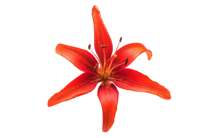 Red flower isolated on a transparent background png