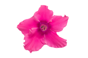 Pink flower isolated on a transparent background png