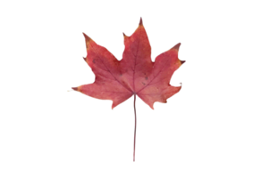 Dried leaf isolated on a transparent background png