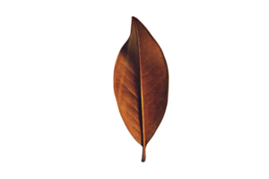 Dried leaf isolated on a transparent background png