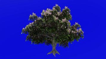 Baum Animation Schleife - - Pferd Kastanie, Rosskastanie, Conker Baum - - Aesculus Hippocastanum - - Grün Bildschirm Chroma Schlüssel - - Blume - - 1c video