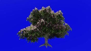 Baum Animation Schleife - - Pferd Kastanie, Rosskastanie, Conker Baum - - Aesculus Hippocastanum - - Grün Bildschirm Chroma Schlüssel - - Blume - - 1b video