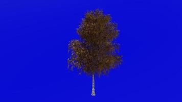Tree animation loop - grey birch, gray birch - betula populifolia - green screen chroma key - large - 1b - autumn fall video