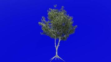Tree animation loop - grey birch, gray birch - betula populifolia - green screen chroma key - v2 - 1a - summer spring video