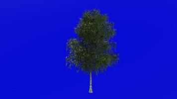 Tree animation loop - grey birch, gray birch - betula populifolia - green screen chroma key - large - 1b - summer spring video