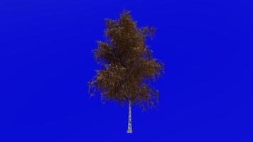 Tree animation loop - grey birch, gray birch - betula populifolia - green screen chroma key - large - 1a - autumn fall video