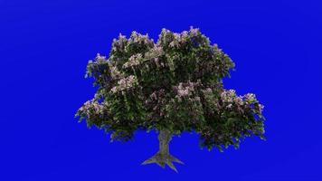 árvore animação ciclo - cavalo castanha, buckeye, conker árvore - Ésculus hipocastano - verde tela croma chave - flor - 1a video