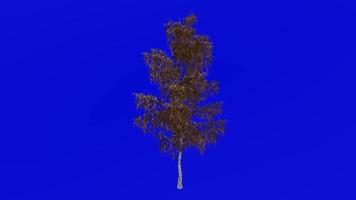 Tree animation loop - grey birch, gray birch - betula populifolia - green screen chroma key - small - 1a - autumn fall video