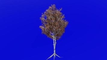 árvore animação ciclo - cinzento bétula, cinzento bétula - bétula populifolia - verde tela croma chave - v2 - 1b - outono outono video