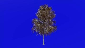 Tree animation loop - grey birch, gray birch - betula populifolia - green screen chroma key - large - 1b - winter snow video
