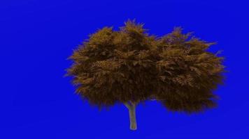 albero animazione ciclo continuo - neem albero, albero di nim, indiano lilla - azadirachta indica - verde schermo croma chiave - grande 1d -autunno autunno video