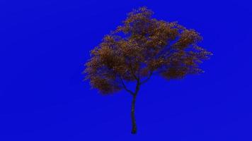 Tree Animation - norway maple - acer platanoides - green screen chroma key - medium 2c - autumn fall video