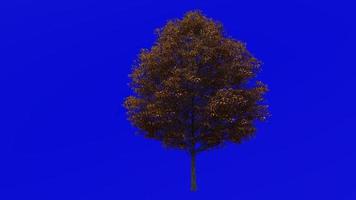 Tree Animation - norway maple - acer platanoides - green screen chroma key - medium 1a - autumn fall video