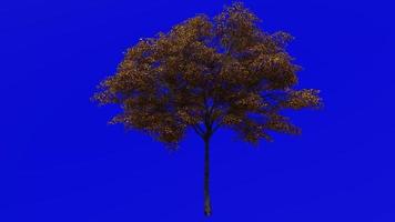 Tree Animation - norway maple - acer platanoides - green screen chroma key - medium 3b - autumn fall video