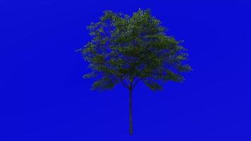 Tree Animation - norway maple - acer platanoides - green screen chroma key - small 1a - summer spring video