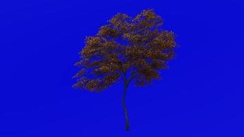 Tree Animation - norway maple - acer platanoides - green screen chroma key - small 1b - autumn fall video