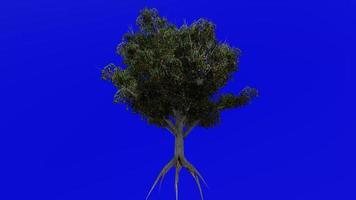 arbre fruit animation - pêche arbre - prunus persica - vert écran chrominance clé - fruit 1a video