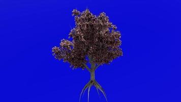 árvore fruta animação - pêssego árvore - prunus Persica - verde tela croma chave - flor 1c video