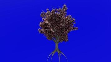 árvore fruta animação - pêssego árvore - prunus Persica - verde tela croma chave - flor 1b video
