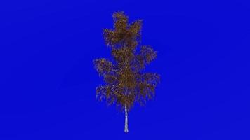 Tree animation loop - grey birch, gray birch - betula populifolia - green screen chroma key - small - 1b - autumn fall video