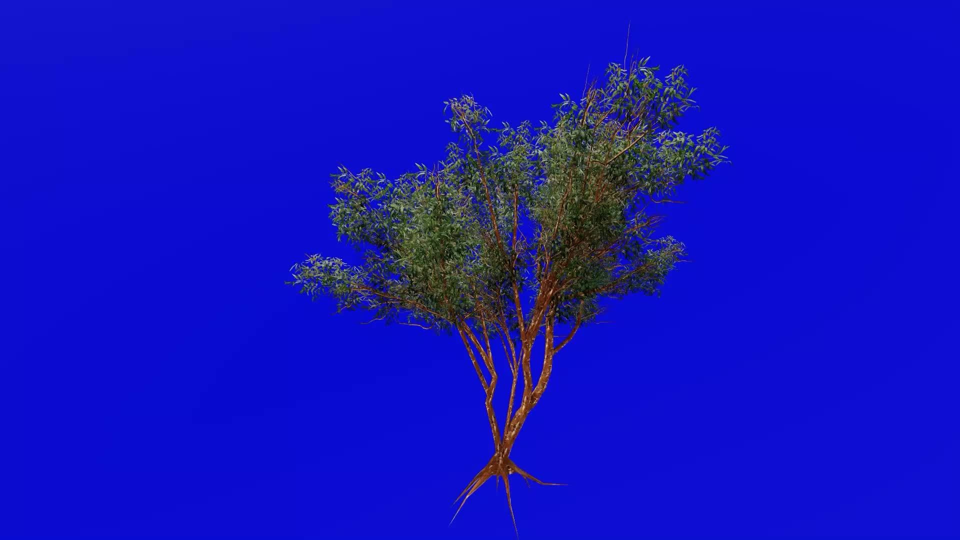 Tree Animation gimlet tree, silver gimlet, silver topped gimlet