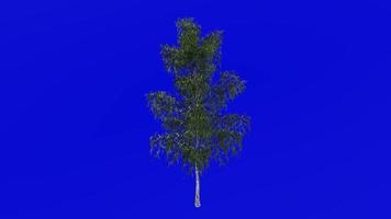 Tree animation loop - grey birch, gray birch - betula populifolia - green screen chroma key - small - 1b - summer spring video