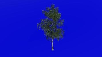 árvore animação ciclo - cinzento bétula, cinzento bétula - bétula populifolia - verde tela croma chave - médio - 1a - verão Primavera video