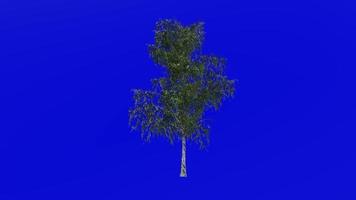 boom animatie lus - grijs berk, grijs berk - betula populifolia - groen scherm chroma sleutel - medium - 1b - zomer voorjaar video