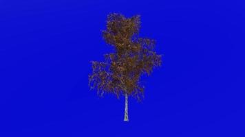 Tree animation loop - grey birch, gray birch - betula populifolia - green screen chroma key - medium - 1b - autumn fall video