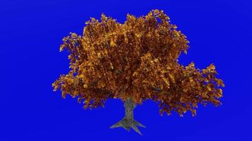 árvore animação ciclo - cavalo castanha, buckeye, conker árvore - Ésculus hipocastano - verde tela croma chave - outono - 1a video