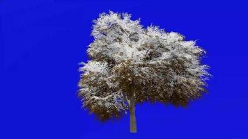 Tree animation loop - neem tree, nimtree, indian lilac - azadirachta indica - green screen chroma key - big 1b - winter snow video